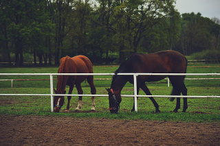 Illustration for article titled The Place to Find the Horse Ranch of Your Current Goals Can Be Found in Wyoming